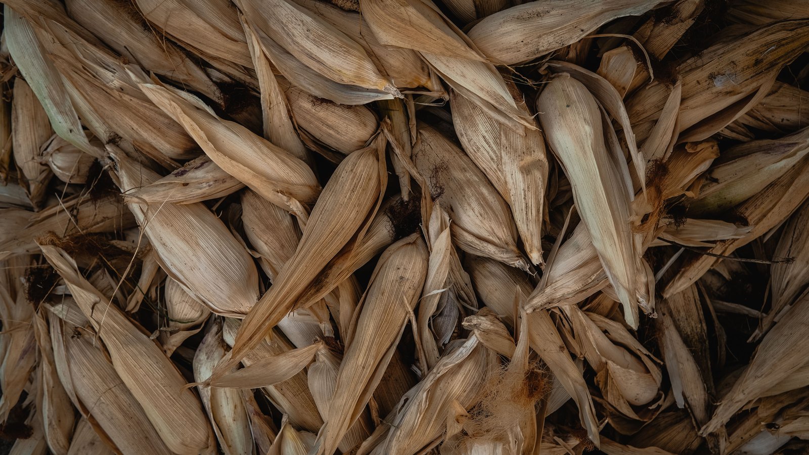 A close overhead photograph of a dense heap of dried corn husks, dozens of long papery leaves in tan, straw and pale cream lying across one another at every angle, each ribbed with fine parallel veins and curling at its tip, with a few tufts of dried brown silk caught between them. The frame is filled edge to edge with the husks. There is no text, lettering, brand mark, person, building or place in view.