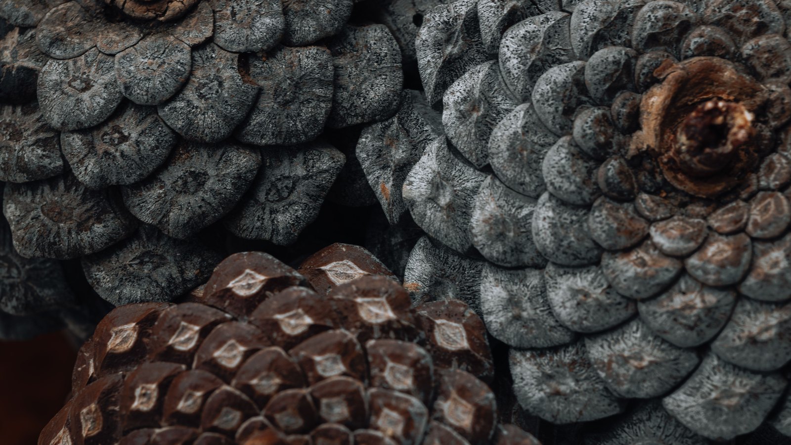 A tight overhead photograph of three pine cones pressed together, their woody scales spiralling outward in overlapping rows, two of them weathered grey and the third a deeper red brown. The cones fill the whole frame and carry no lettering, object or brand mark.