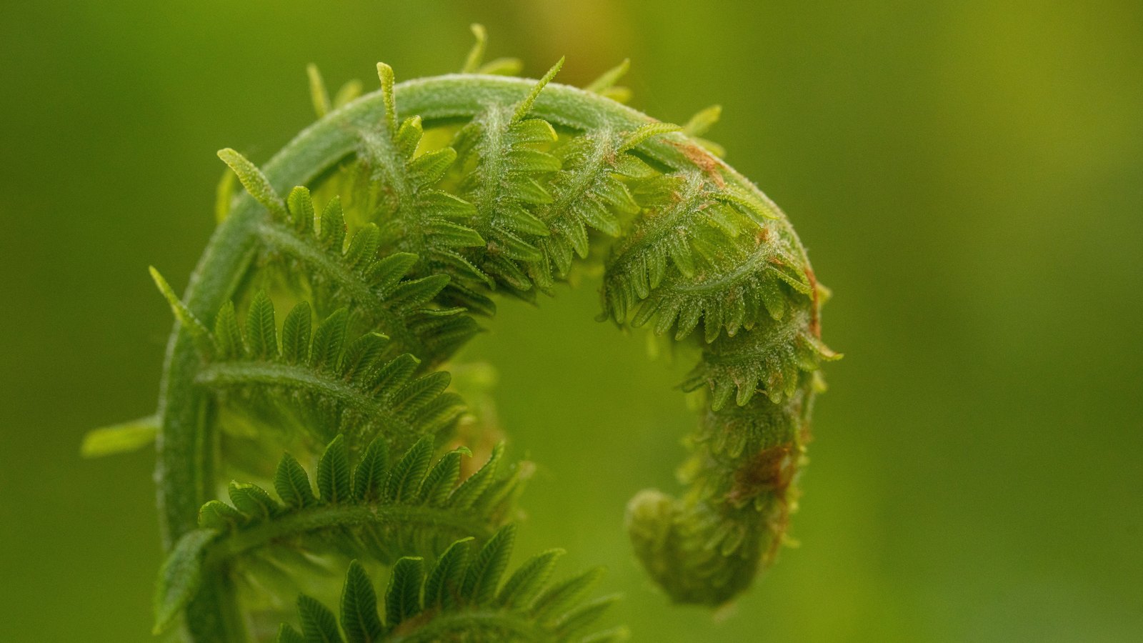 A close photograph of a single young fern frond still curled into a tight crook, its stem furred with pale hairs and its small paired leaflets folded flat along both sides, filling the frame against a soft out of focus green background. Nothing else is in view: no text, lettering, brand mark, person, building or place.