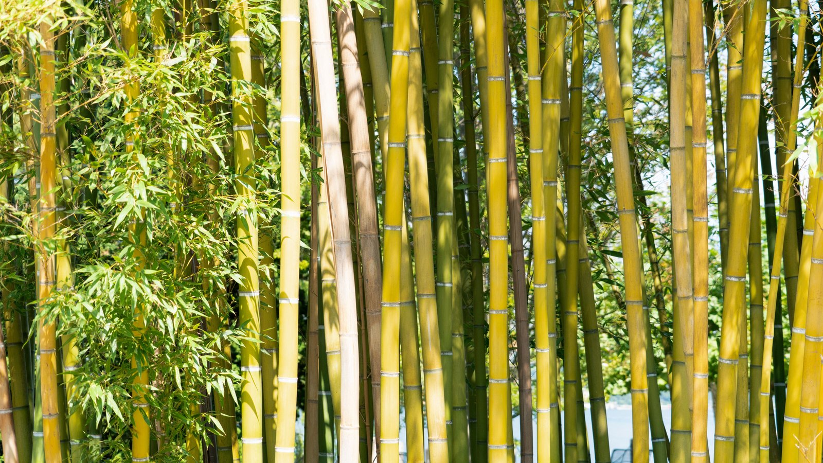 A dense stand of yellow and green bamboo stems rising vertically in bright sunlight, with narrow leaves filling the left of the frame.
