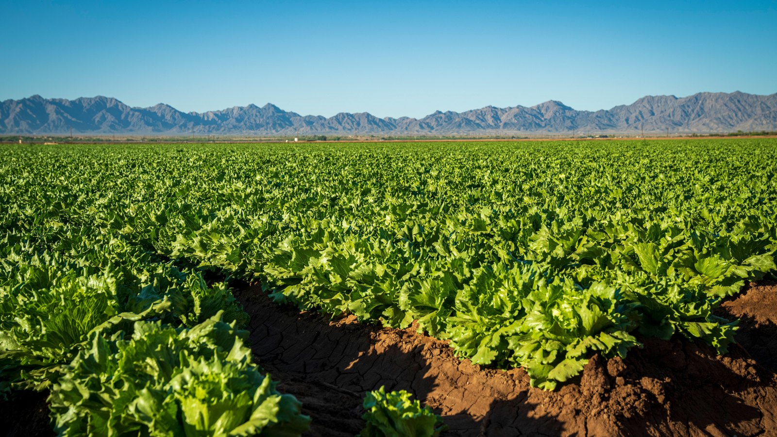 A flat commercial field of iceberg lettuce growing in furrowed red-brown soil and running to the horizon, with a bare desert mountain range behind it under a clear blue sky. No people are in the frame.