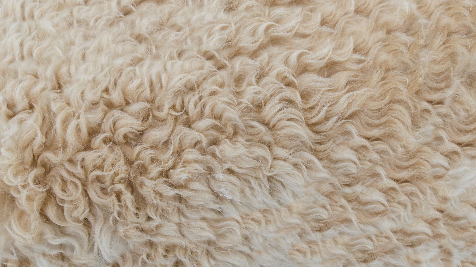 A photograph illustrating sheep wool texture.