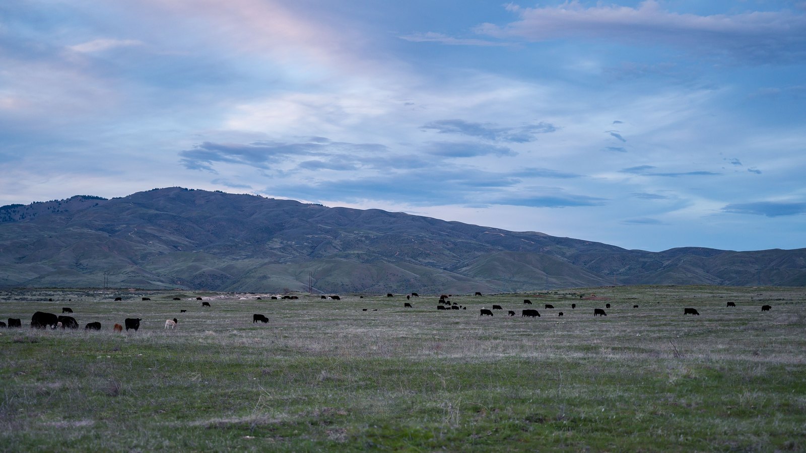 A herd of cattle, most of them black with two lighter animals among them, grazing across a wide flat run of pale grass at dusk. Dry rolling foothills close the middle distance under a pale blue sky with thin high cloud. No buildings, vehicles, people, signs or lettering are in the frame.