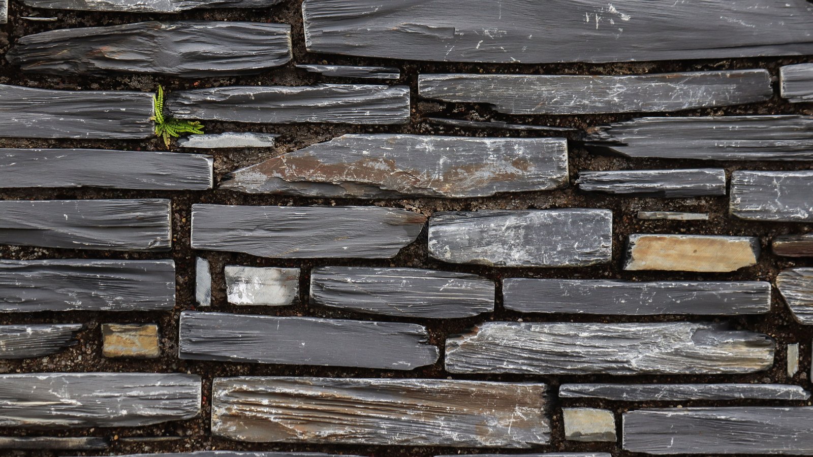 A wall built of thin grey slate slabs stacked in uneven horizontal courses, the stone streaked with pale mineral marks and a few warmer tan pieces set among it, with dark packed earth showing in the joints and one small green frond growing out near the top left. No people, vehicles, buildings, signage or lettering are visible and no place can be identified from it. An abstract surface used as a plain illustration, not a photograph of any person, place or event in this item.