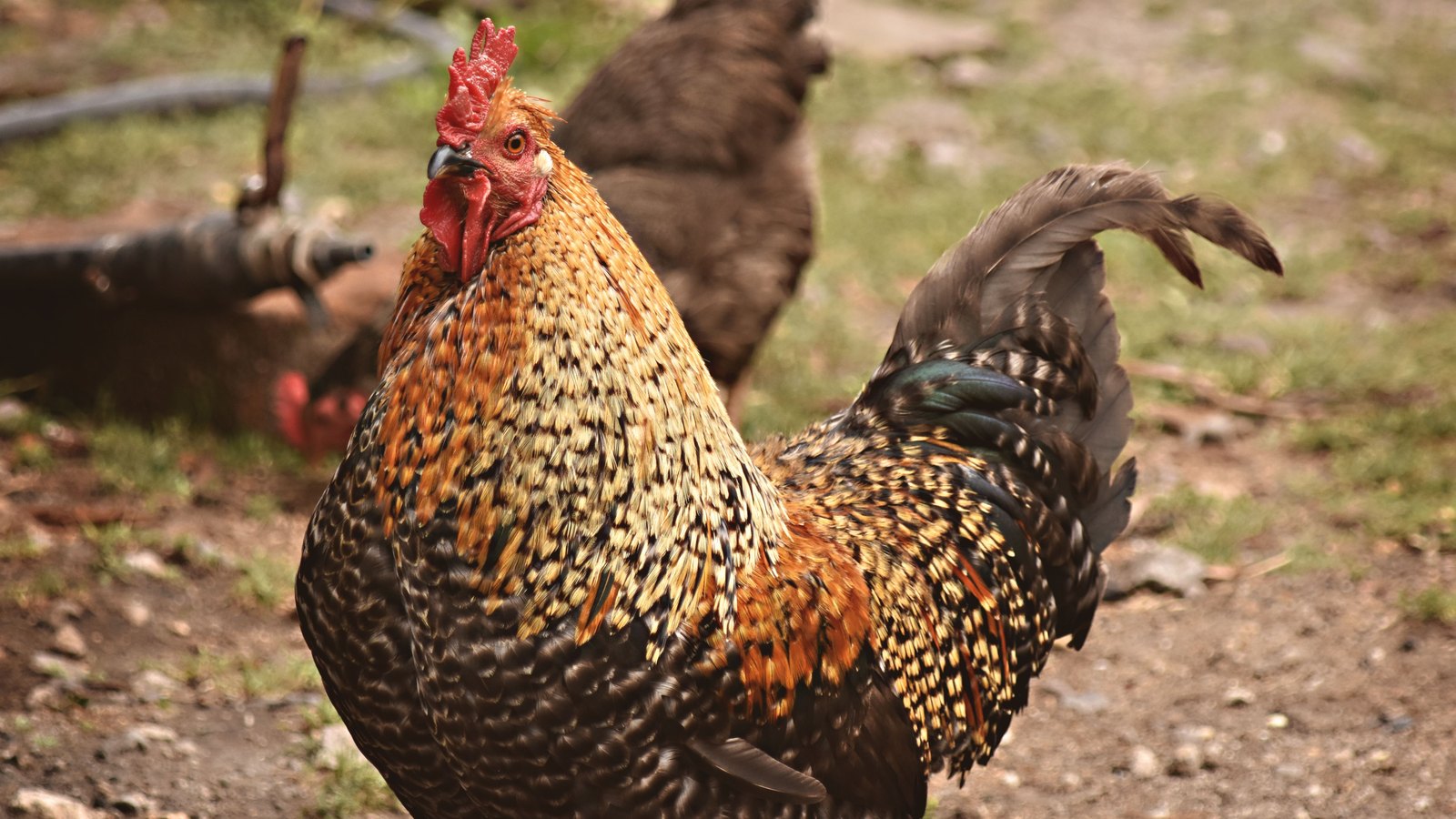 A close-up of a speckled gold and black rooster standing on bare gravelly ground in a farmyard, with a second bird out of focus behind it and a metal water tap at the left edge. There is no person, no building, no vehicle, no sign, no lettering and no marking of any kind anywhere in the frame. Stock photograph, not a photograph of this event.