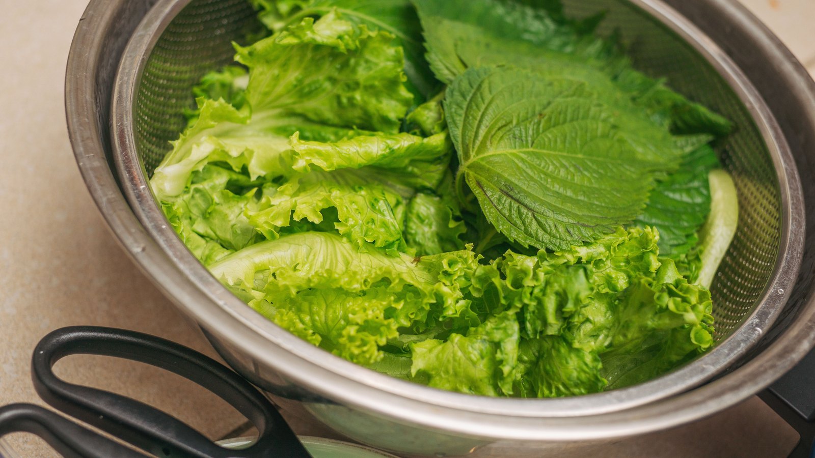Loose green leaf lettuce and darker perilla leaves rinsed and draining in a stainless steel colander on a pale counter, with the handles of a pair of kitchen scissors resting alongside. No packaging, labels, brand marks or people are in view. A generic illustration of washing loose produce, not a photograph of the recalled iceberg lettuce and not taken in Lee or Collier County.