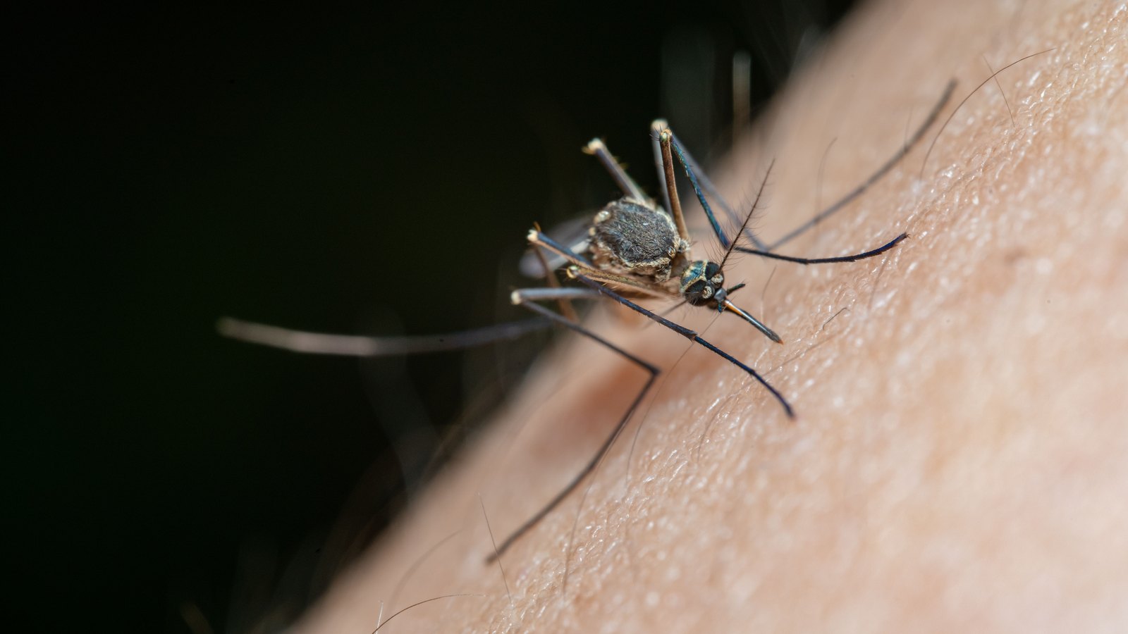 A macro photograph of a single mosquito standing on pale human skin, its long dark legs braced against the surface and its proboscis angled down against it, the fine hairs of the skin visible around it. The background behind the limb is dark and out of focus. No signage or text is in view, and the species in the frame is not identified.