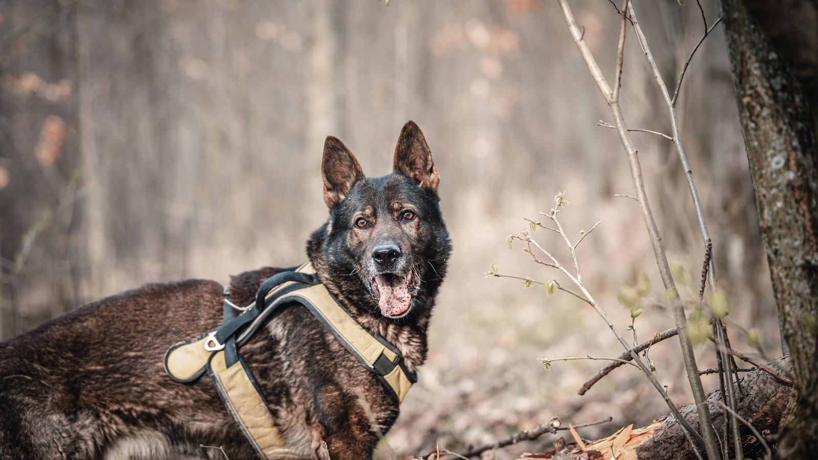 A black-and-tan German shepherd wearing a tan working harness in a wooded setting, not a photograph of Dundee.