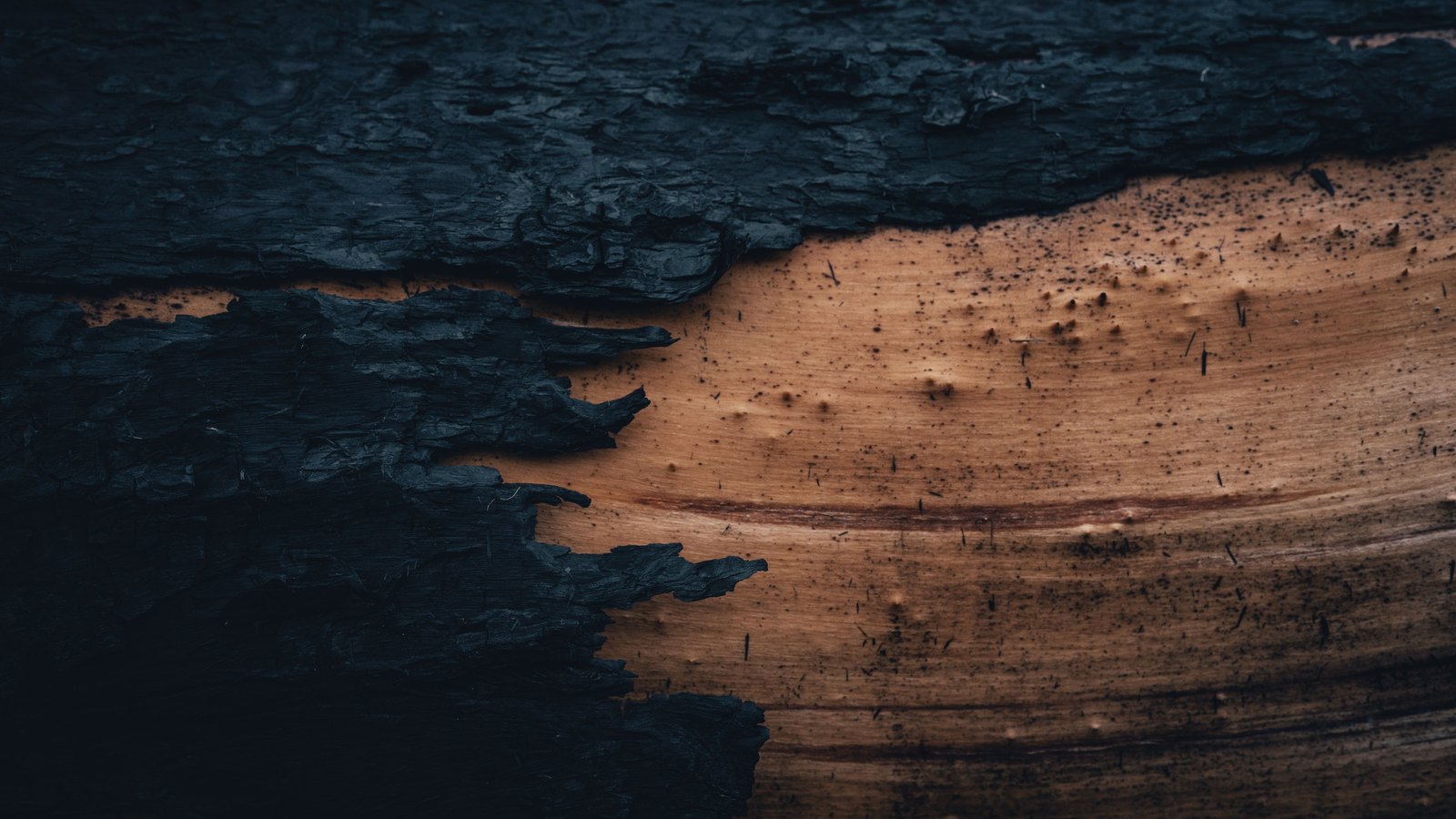 A close view of a piece of burnt timber, with blackened charred bark on the left giving way to unburnt honey coloured wood grain flecked with soot on the right.