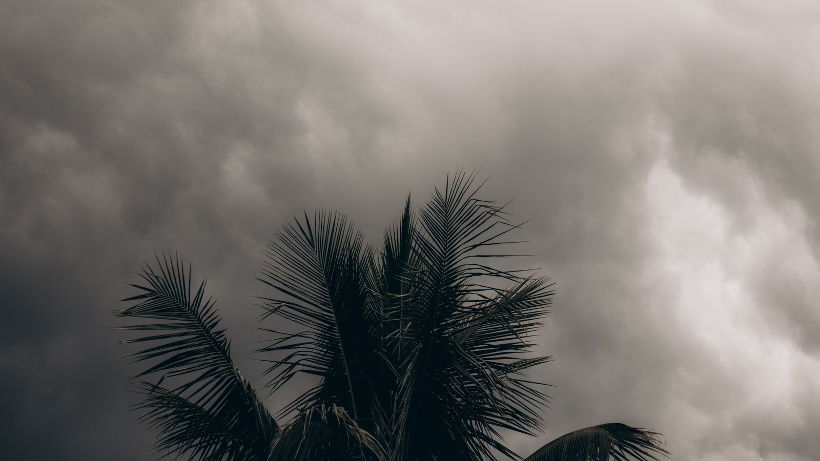 The crown of a palm tree in near silhouette against a heavy grey overcast sky, the cloud broken and lit from behind toward the upper right. No signage, lettering or place name is in the frame. A generic illustration, not a photograph of Lee County.