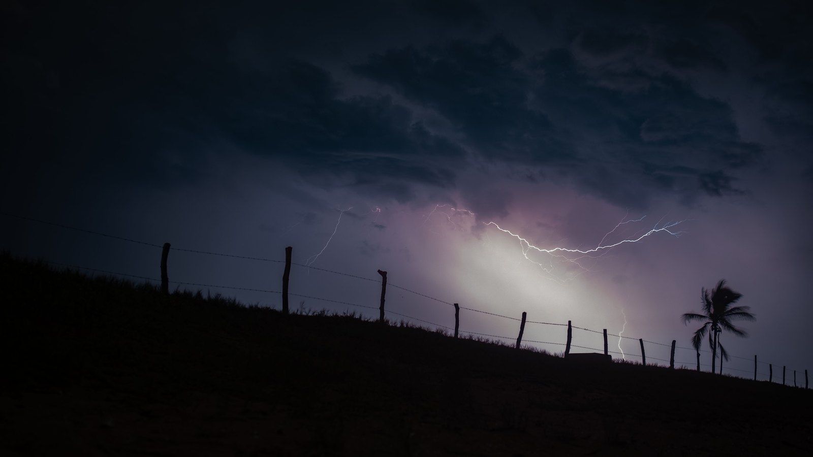 Lightning crosses dark storm clouds above a silhouetted palm tree, a stock image not a photograph of this event.