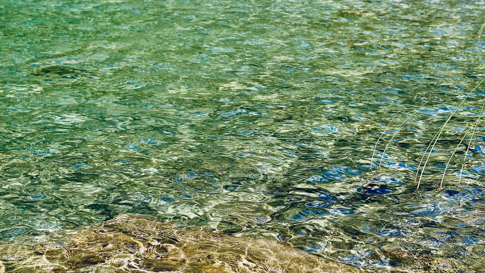 A close photograph of clear shallow water, filling the frame, its surface broken into small ripples that scatter green, blue and white light. A pale rock and a few thin reed stems break the surface in the lower right. No object, person, lettering or brand mark is in the frame.