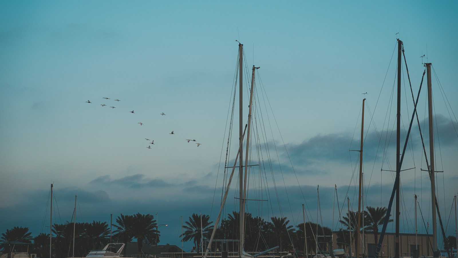 Sailboat masts rise above a palm-lined marina under a muted blue sky, used as a general illustration and not a photograph of this event.