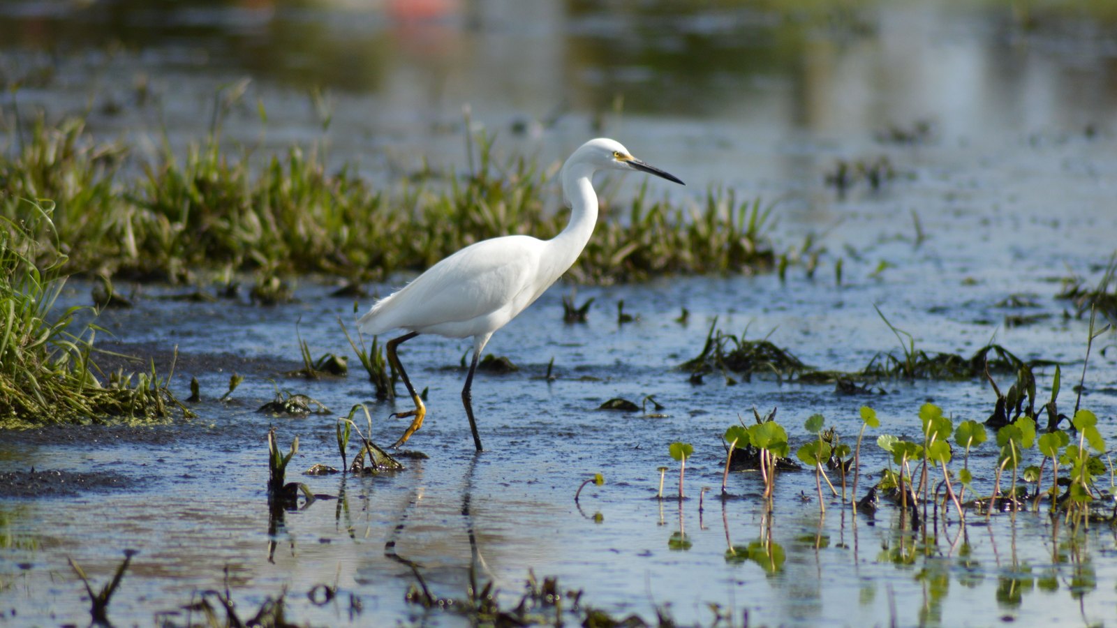 A snowy egret wades through shallow marsh water with green shoots, with no people, buildings, signs or text in the frame. A generic Florida wetland, not a photograph of this event.