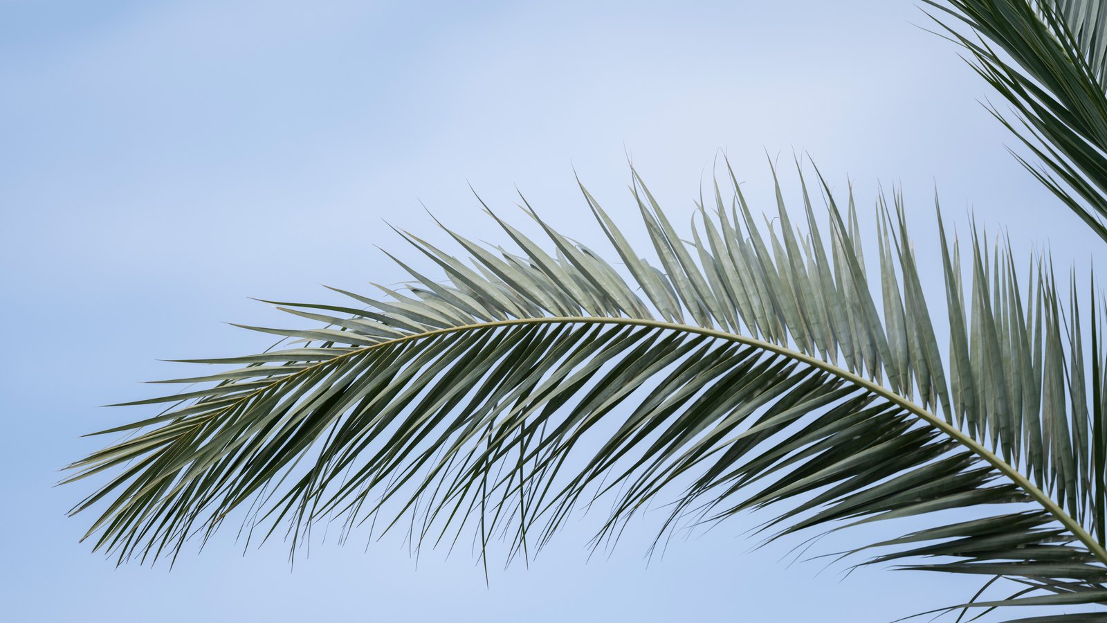 A single green palm frond arcing across a pale blue sky, with a second frond entering at the upper right.