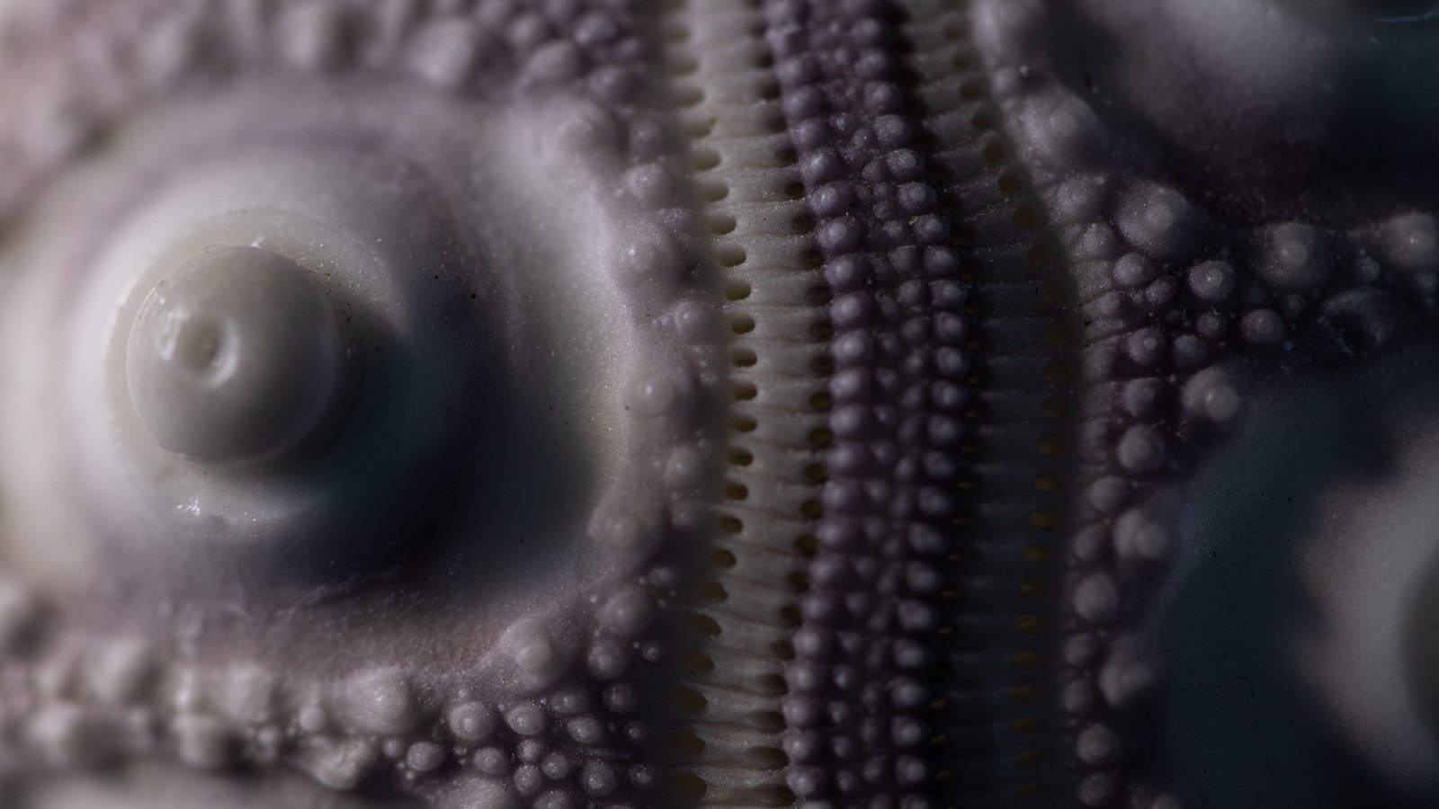 A macro photograph of the pale shell of a sea urchin filling the frame. Rounded lilac and white tubercles run in curving rows around two larger dome shaped bosses, one at the left and one at the upper right, and a cream band of fine pores runs down the centre of the frame. No text, marking, brand, person or place is in view.