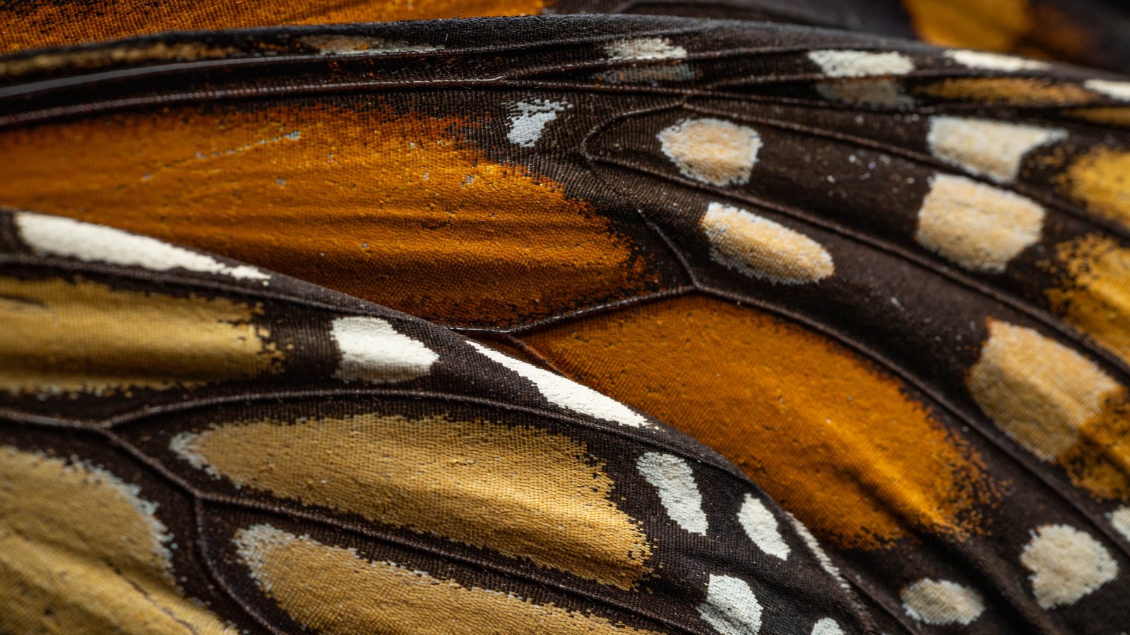 An extreme close photograph of a monarch butterfly wing, overlapping panels of deep orange and pale gold bounded by heavy black veins, with rows of chalk white oval spots along the dark margin and the individual scales visible as fine grain. No text, lettering, brand mark, product, person or place is in view.