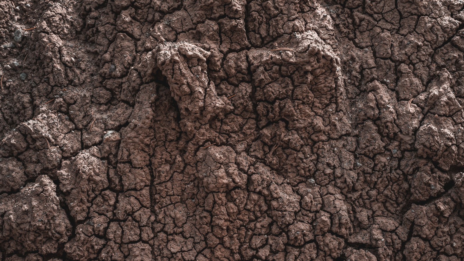 Dry brown earth cracked into irregular plates, the fissures running dark between them, filling the whole frame.