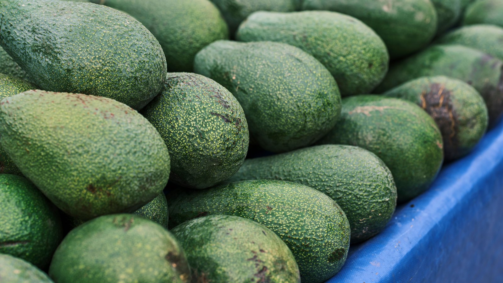 Green avocados are stacked in a blue produce crate.