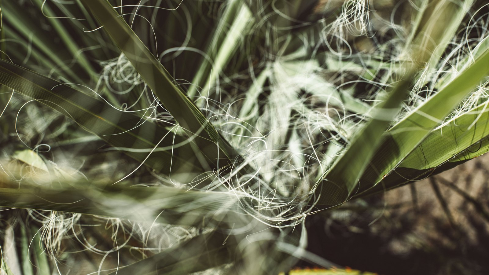 A close crop of stiff grey green leaf blades crossed by a dense tangle of fine pale threads curling away from the leaf edges in low sun.