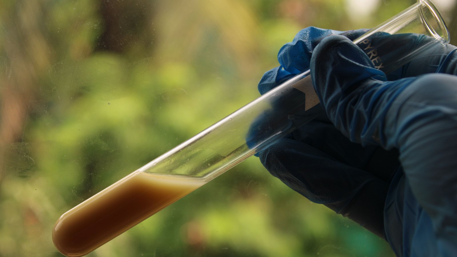 A gloved hand holds a test tube containing a brown water sample outdoors, not a photograph of this event.
