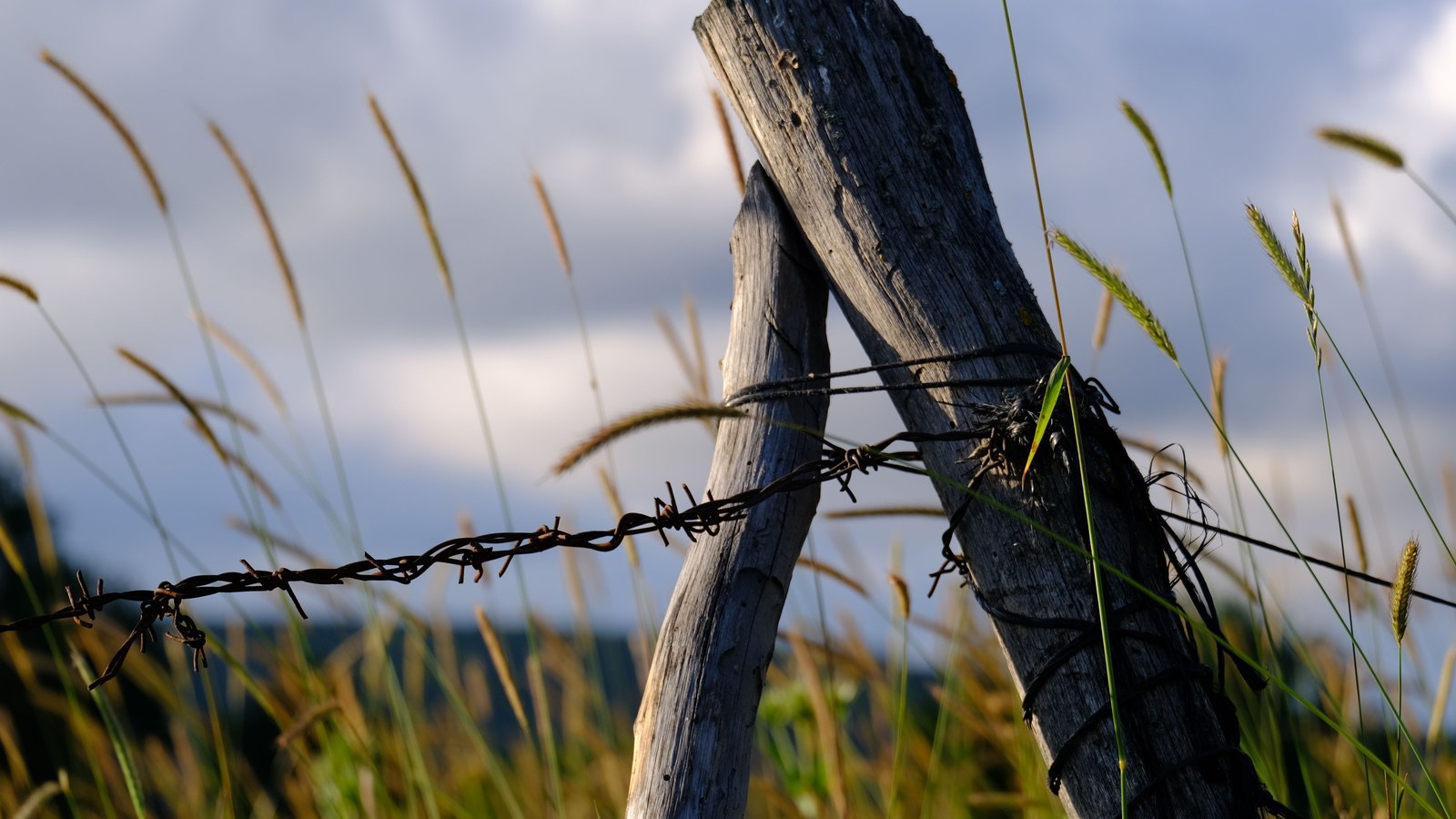 Two weathered grey wooden fence posts leaning against one another on a rural property line, bound with wire and carrying a single rusted strand of barbed wire that runs out of frame on both sides, with tall seeding grasses in front and a heavy overcast sky behind, and no people, buildings, vehicles, signs or text in view.