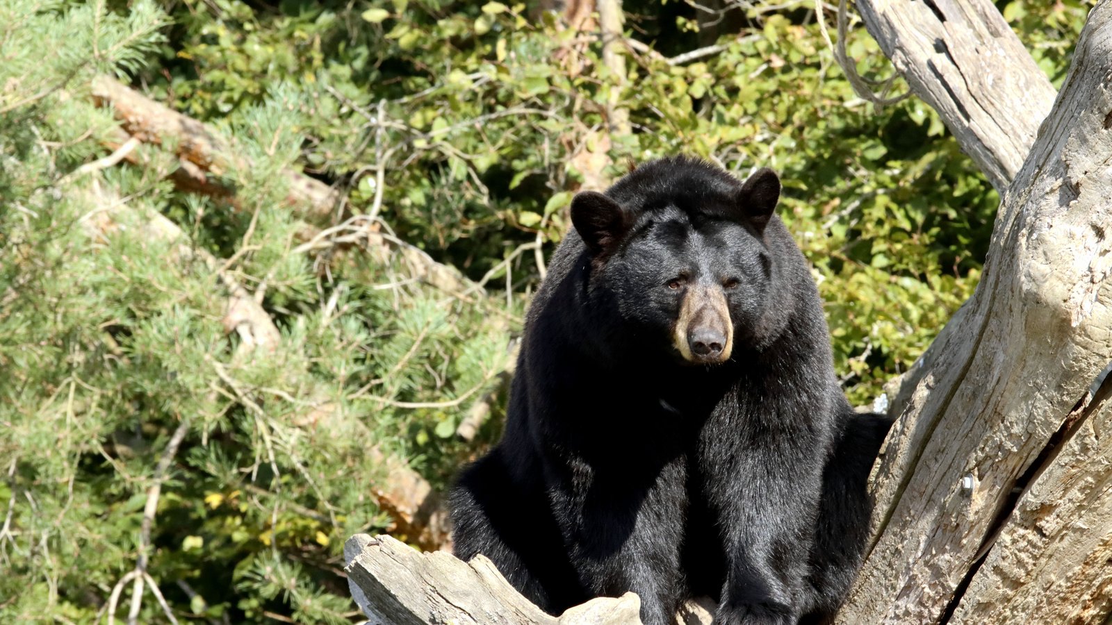 An adult American black bear resting on a weathered fallen log against green woodland and pine. The bear is not the animal in this story, which involved a juvenile. No person, building, vehicle, plate, agency marking or legible text appears in the frame. A stock photograph, not a photograph of this event.