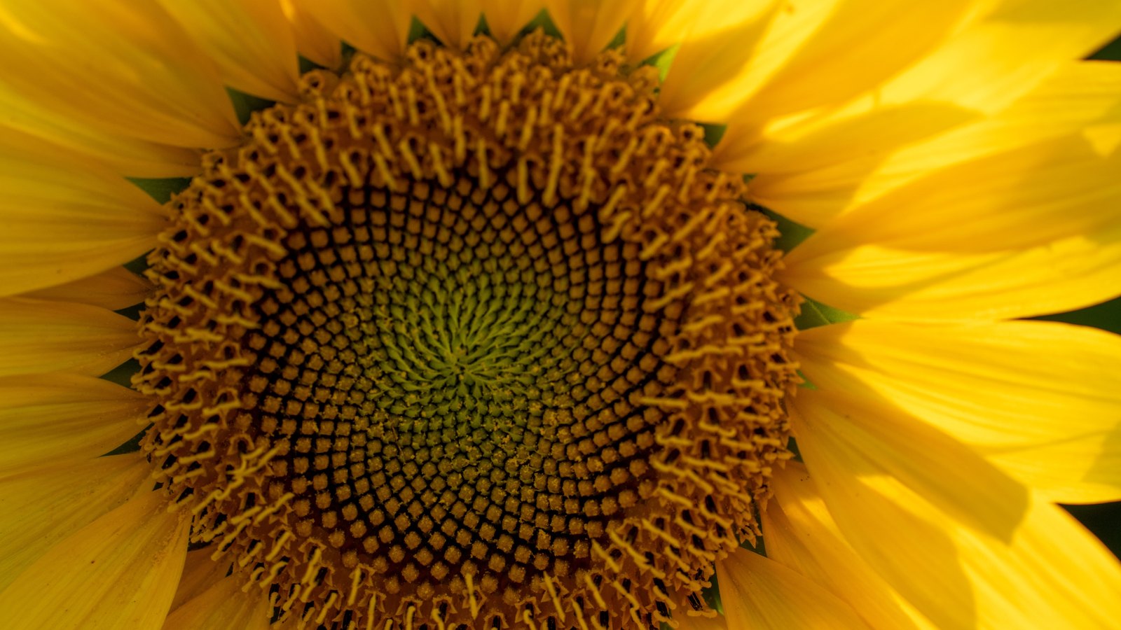 A close photograph of a sunflower head filling the whole frame, the central seed disc packed into tight interlocking spirals of small olive and gold florets, ringed by broad yellow petals that run off every edge. No text, brand mark, person or place is in view.