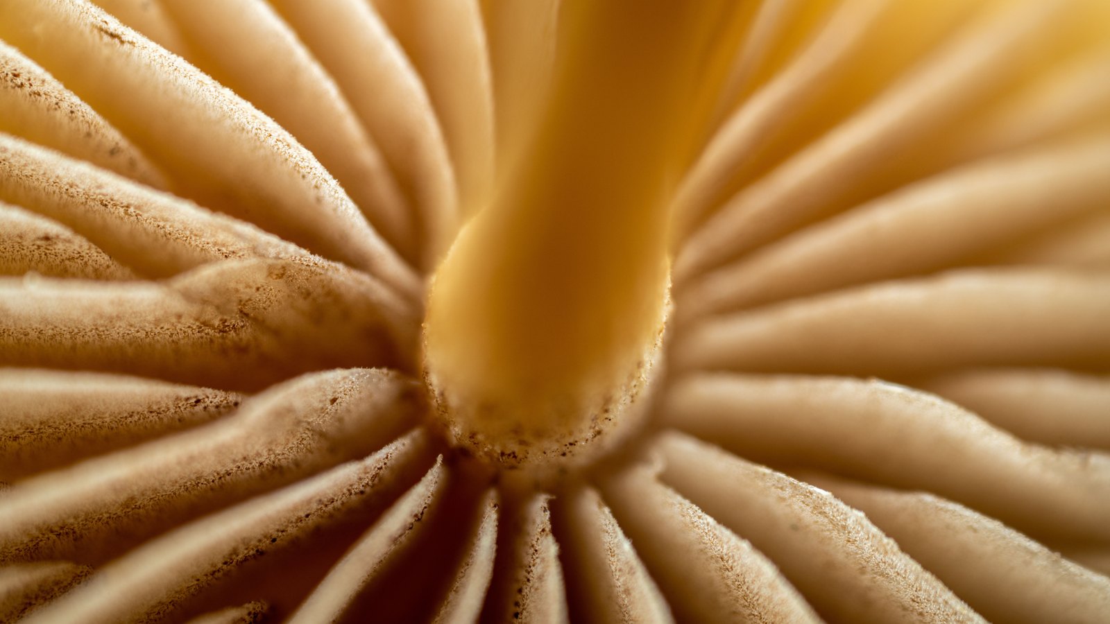 A close view of the underside of a mushroom, its cream and tan gills radiating outward from a pale stem at the centre and filling the whole frame. No text, brand mark, person or place is in view.