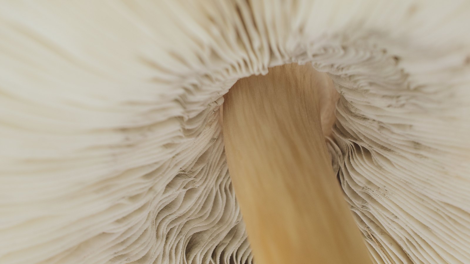 The underside of a mushroom cap filling the whole frame, hundreds of pale cream gill blades radiating out from a thick stem at the centre. No text, brand mark, person, tool, sky or place is in view.