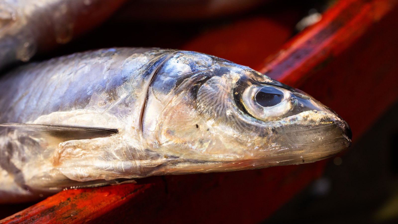 A close view of a single silver fish lying on a red painted surface, the eye and gill cover sharp and the body falling out of focus toward the left.