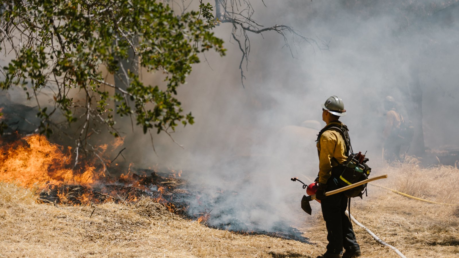 A single wildland firefighter in yellow protective gear and a light helmet stands with their back to the camera beside a line of flame burning through dry grass, smoke drifting up under a live oak canopy, with a hose line laid along the ground. No face is visible and no signage, plate, address or landmark places the scene. It illustrates crews working a grass fire and is not a photograph of this event.
