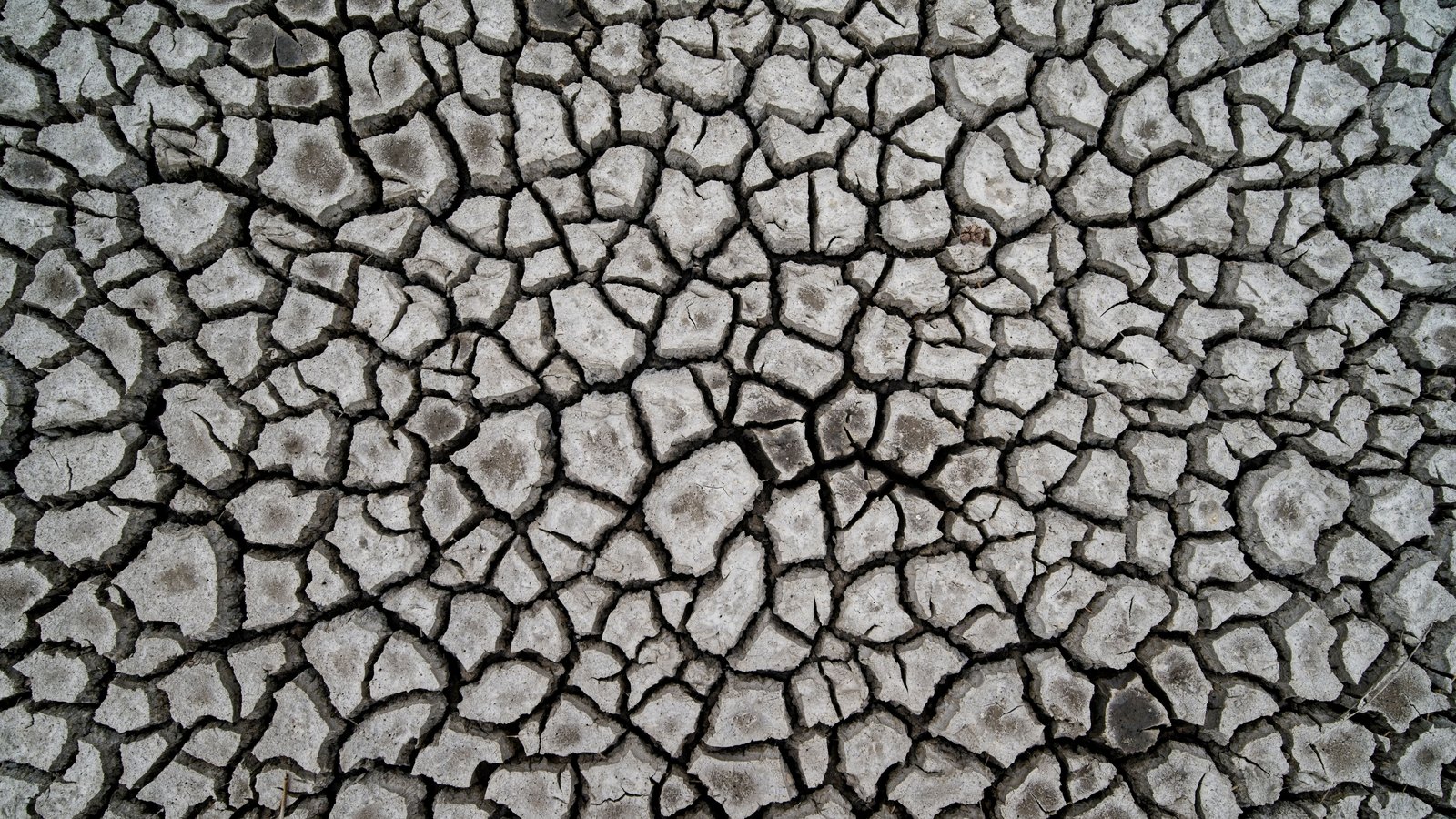 A patch of dried pale grey ground photographed from directly above, broken into hundreds of irregular flat plates by a network of dark shrinkage cracks, the plates curling slightly at their edges and filling the whole frame with no horizon, sky or object in view.