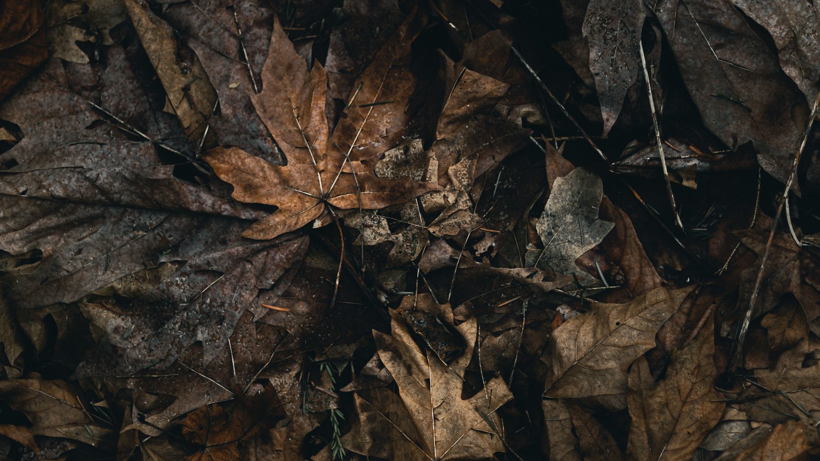 A photograph illustrating dense mat of small overlapping dry fallen leaves filling the frame macro.
