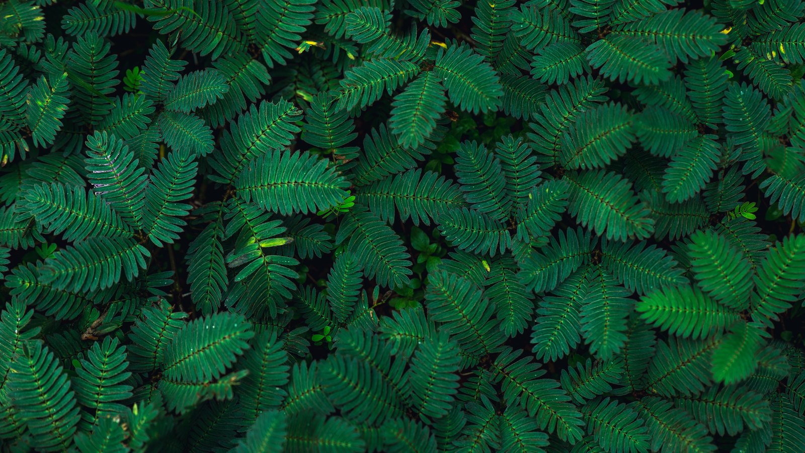 A close photograph looking down on dense dark green foliage filling the whole frame, made up of many small paired leaflets set in rows along slender stems, the sprays overlapping in every direction with a few brighter shoots and small water droplets among them. No text, brand mark, person, place or horizon is in view.