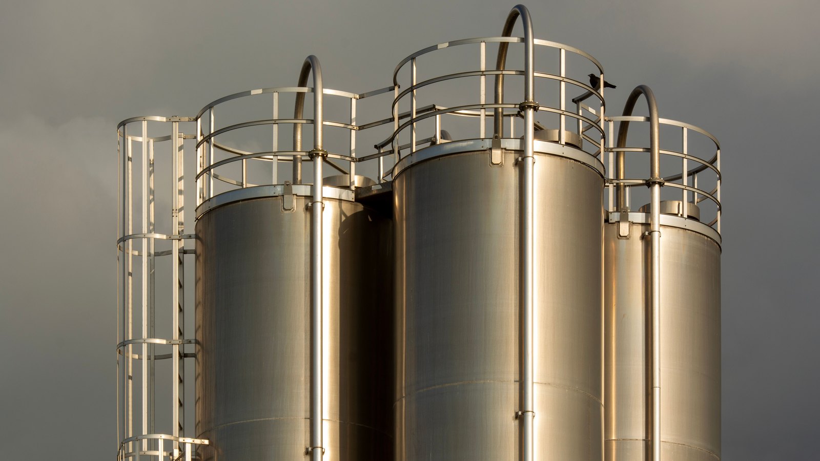 Four tall stainless steel process silos photographed from below against a dark grey sky, low sun catching the curved metal, with access ladders and a circular guard rail running around the tops and a single bird perched on the rail. No lettering, logo, person or place marker appears anywhere in the frame.