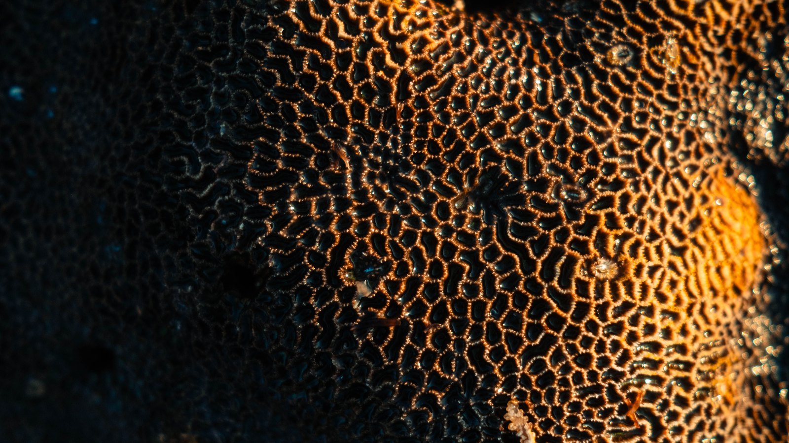 A close photograph of a coral surface filling the whole frame, a dense repeating network of small raised cells with amber lit ridges dividing them, falling away into shadow at the left. No text, brand mark, person or place is in view.