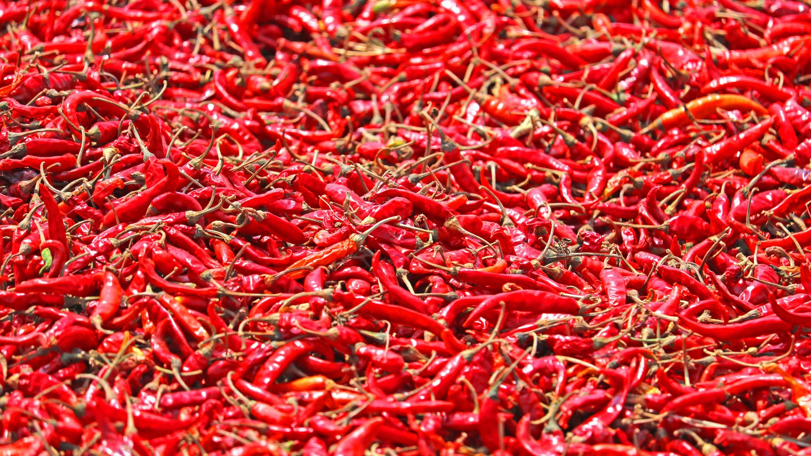 Thousands of dried red chillies laid out edge to edge in bright sun, filling the entire frame, their pale stalks turned in every direction. No container, ground, people, text or packaging is in the frame.