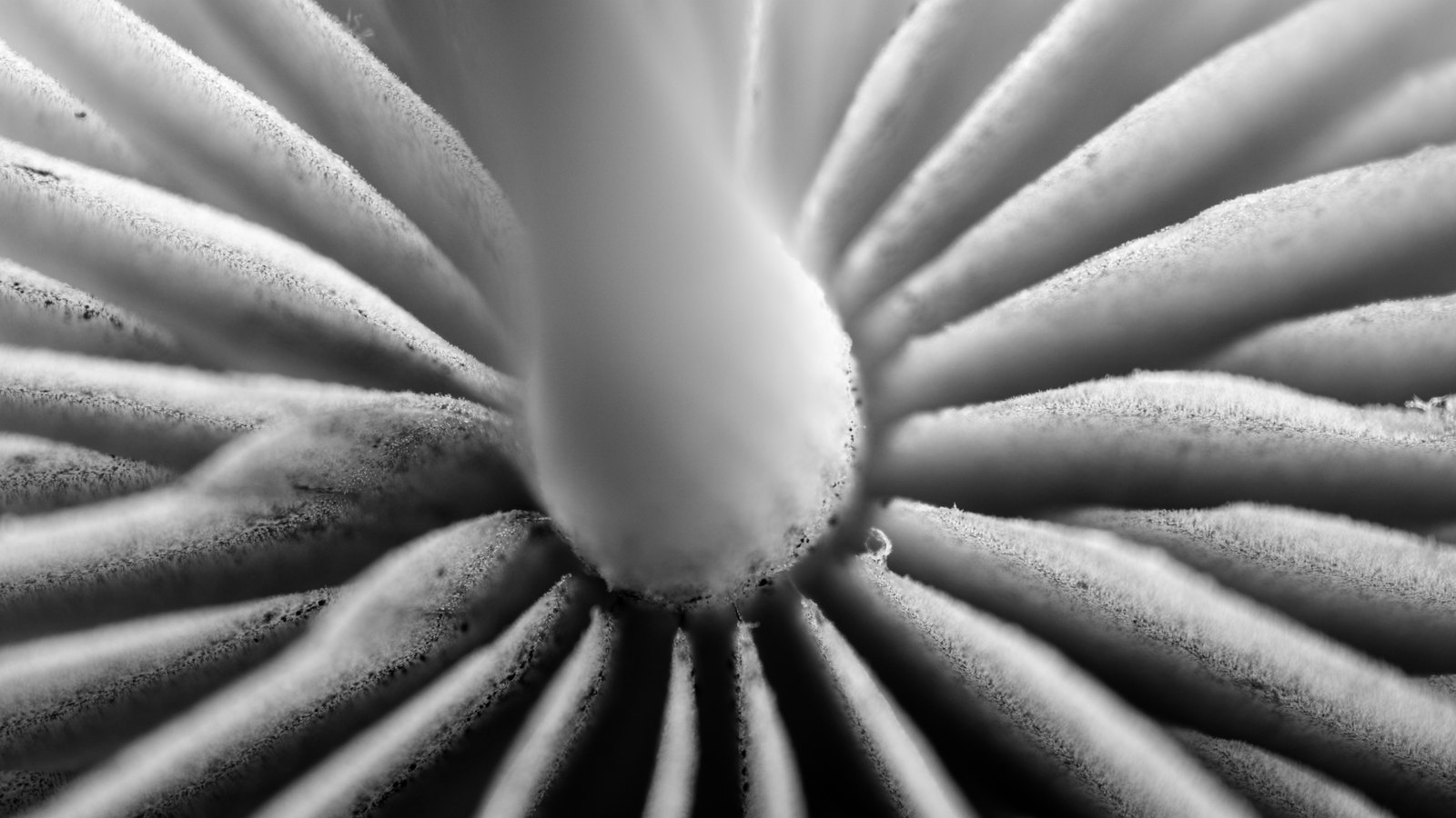 A black and white close photograph of the underside of a mushroom cap. Narrow ridged gills radiate outward from a pale smooth stem at the centre and fill the whole frame, sharpest near the middle and softening toward the edges. No object, person, lettering or brand mark is in view.