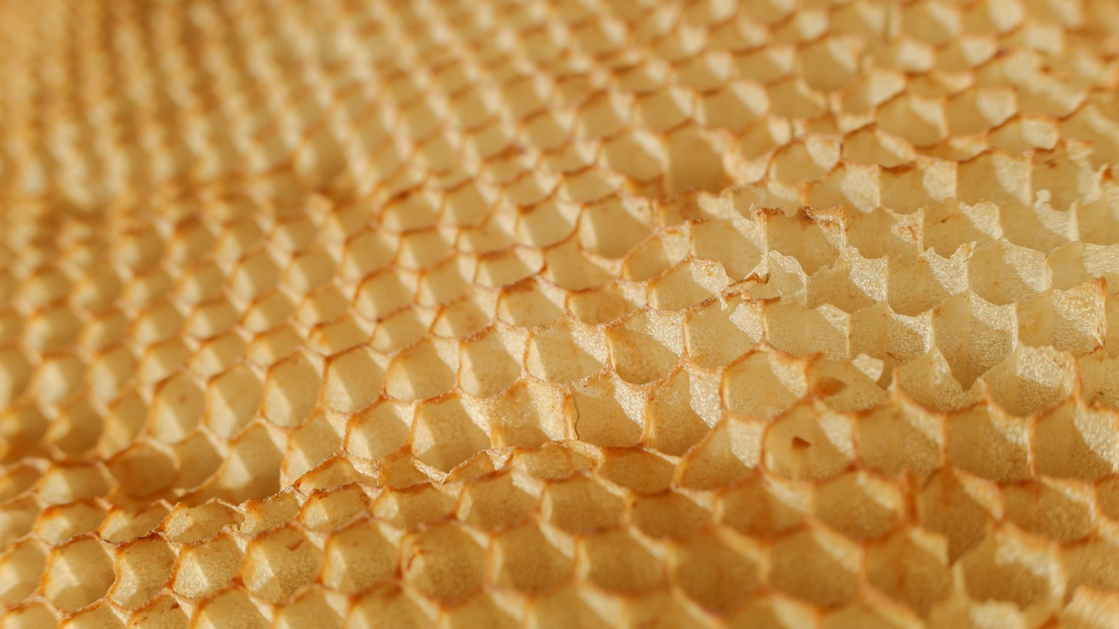 A close photograph of an empty sheet of beeswax honeycomb filling the frame, its golden six-sided cells lit from one side so the ridges cast shallow shadows. No bees, no hands and no text are in view.