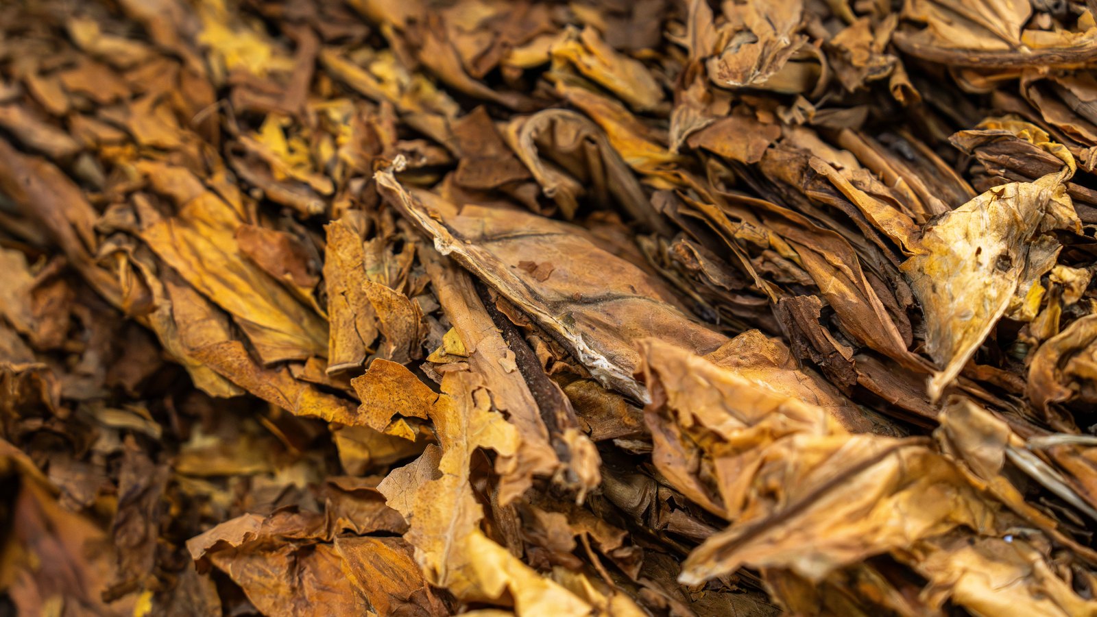 A photograph illustrating dried tobacco leaves macro.