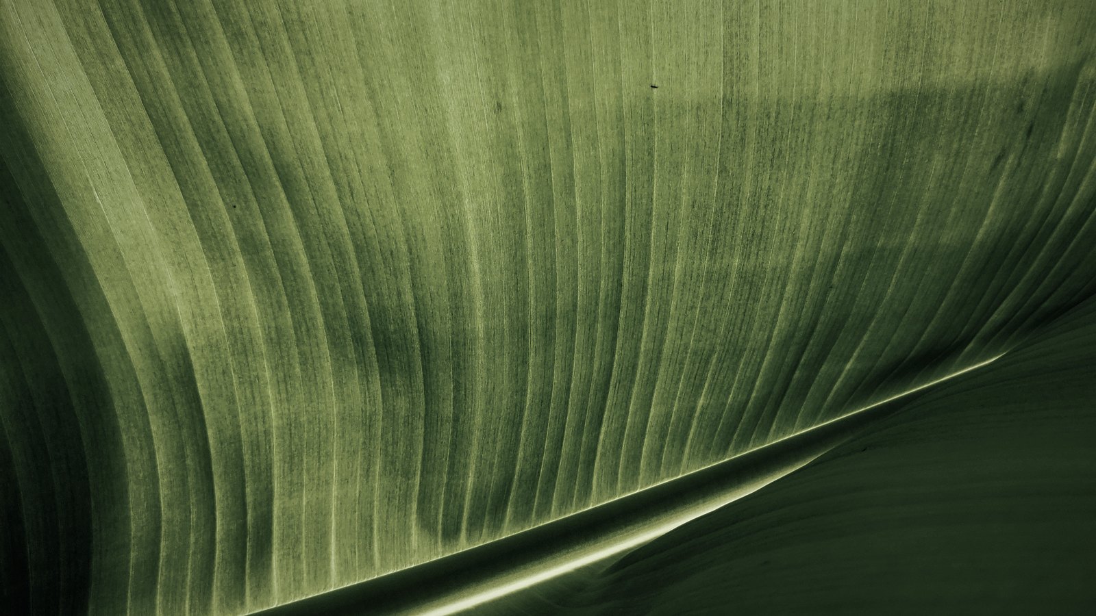 A close photograph of a banana leaf in deep olive green, its fine parallel veins running in long curved rows away from a bright lit midrib and filling the whole frame. No text, lettering, brand mark, person or place is in view.