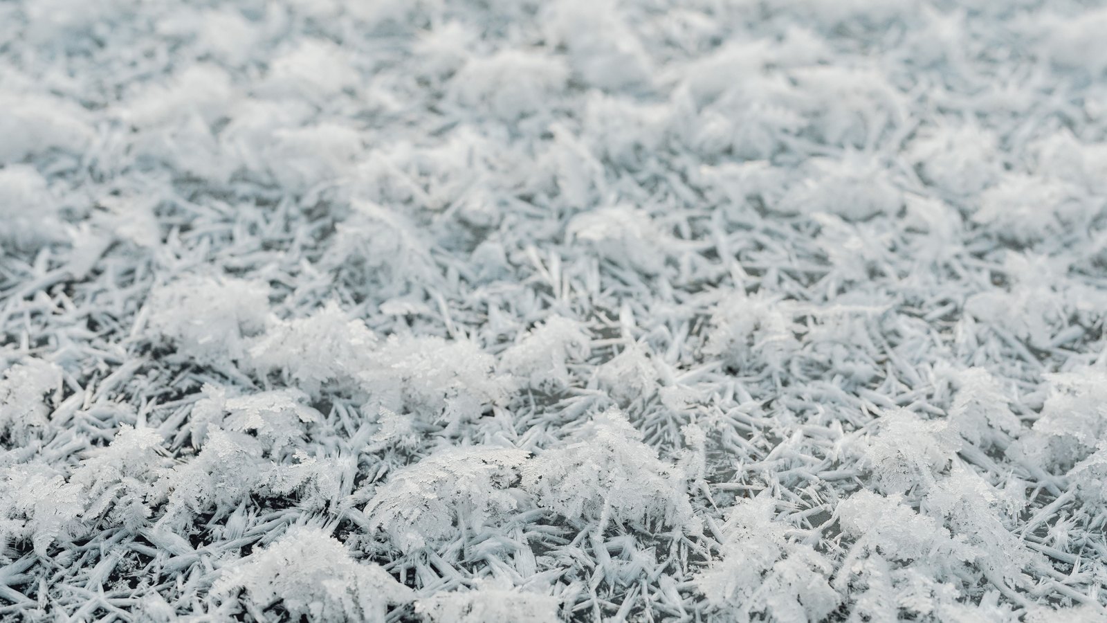 A close photograph looking across a field of hoar frost, thousands of fine white ice needles standing up from frozen ground in clumps, sharpest in the lower half and softening toward the top. The frame is filled edge to edge and holds no object, person, lettering or brand mark.