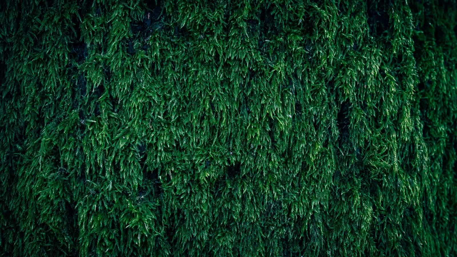 A close photograph of dense green moss covering a vertical surface, the fronds hanging in fine overlapping strands that fill the frame from edge to edge and darken toward the corners. No object, person, lettering or brand mark is visible.