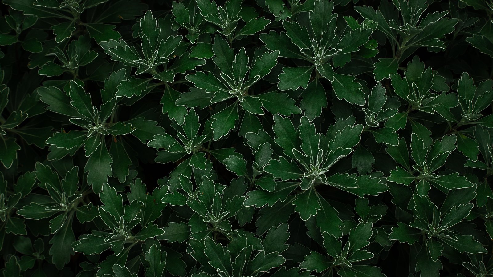 A dense mat of dark green foliage seen from directly above, hundreds of small lobed leaves with pale outlined edges packed together so that no ground, sky or horizon shows anywhere in the frame. No text, brand mark, person or place is in view.