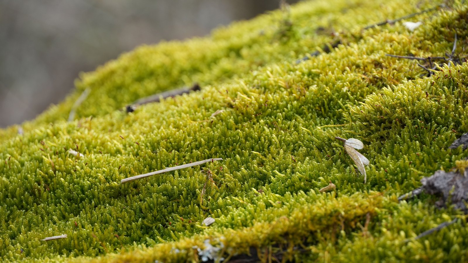 A bank of dense yellow green moss filling the frame, thousands of fine upright shoots running over a curved surface, with a few pale dry stalks and one small leaf lying on top. No text, lettering, brand mark, product, tool, person or building is in view.