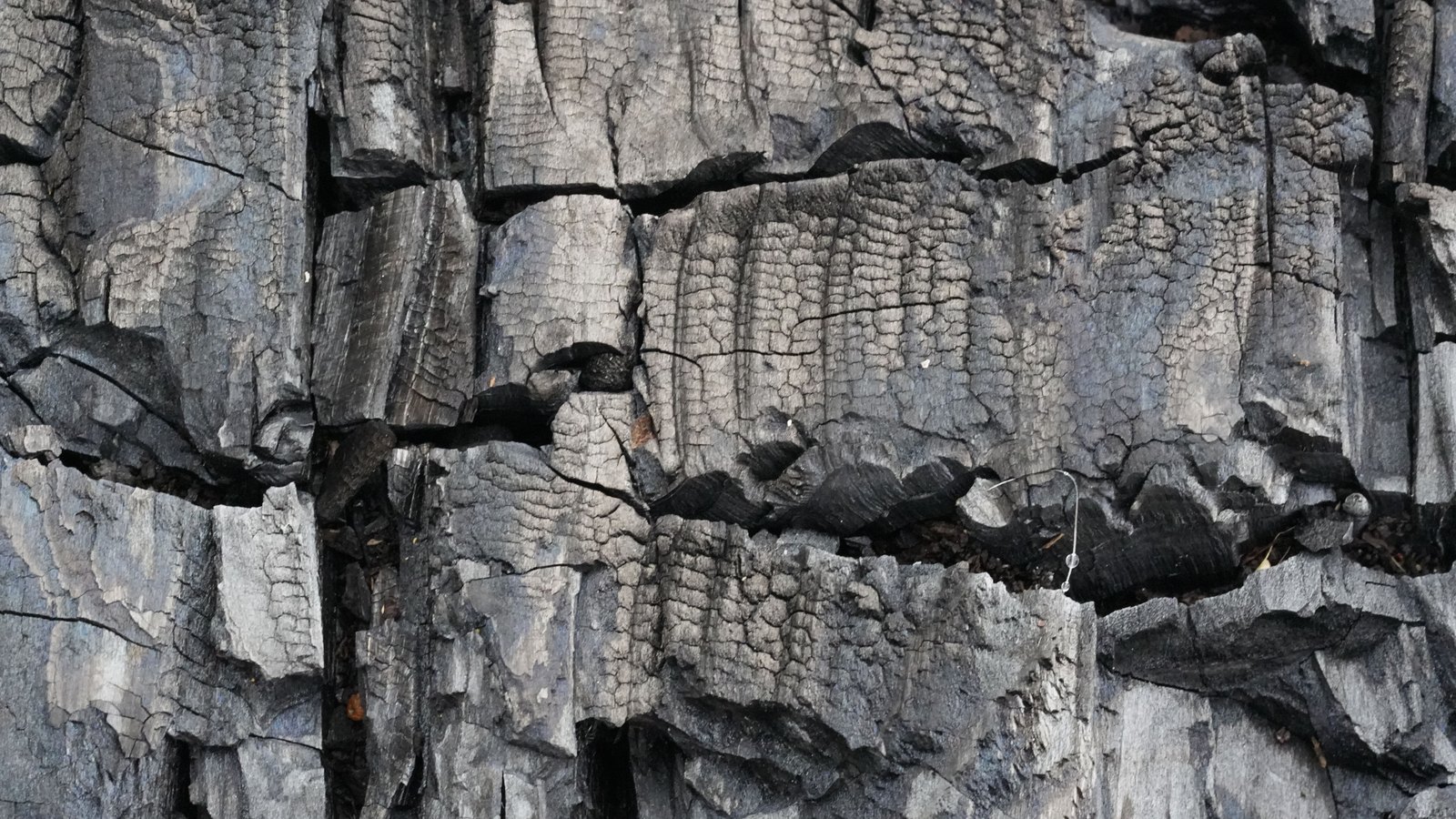 A close view of heavily charred timber, the blackened surface broken into a grid of deep cracks with paler grey ash along the splits.