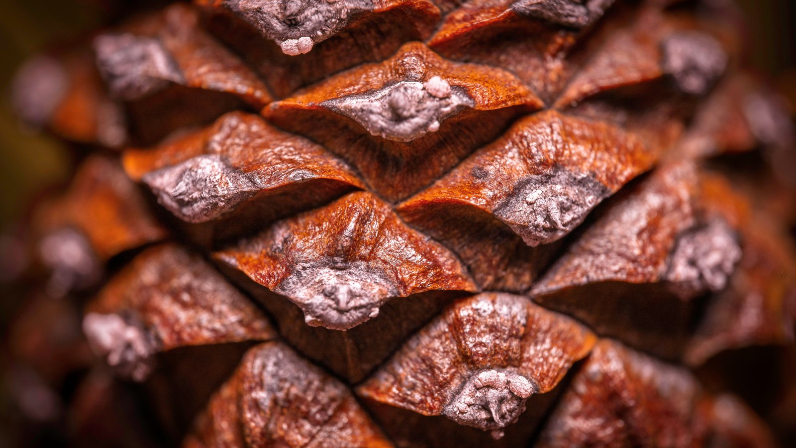 A macro photograph of overlapping pine cone scales filling the frame, rust brown and glossy at the edges with pale grey woody tips at the centre of each scale, the background falling out of focus. No text, lettering, brand mark, person or place is in view.