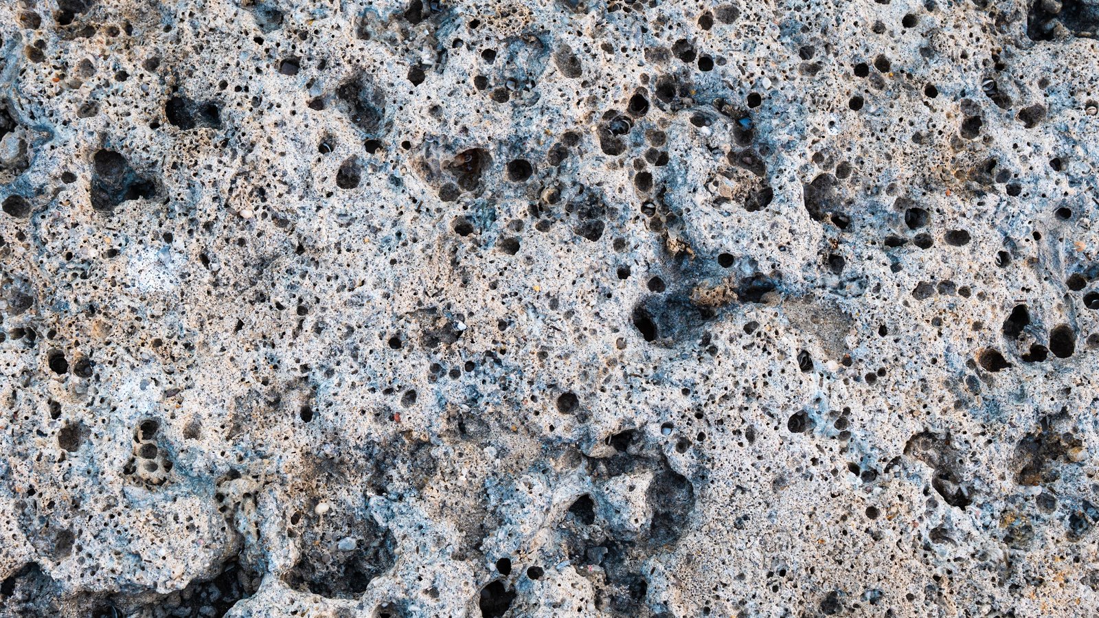 A close macro of a pitted rock face filling the whole frame, pale grey and buff stone riddled with hundreds of dark round cavities of varying size, with faint blue grey mineral staining running between them. No text, lettering, brand mark, object, person, horizon or building is in view.