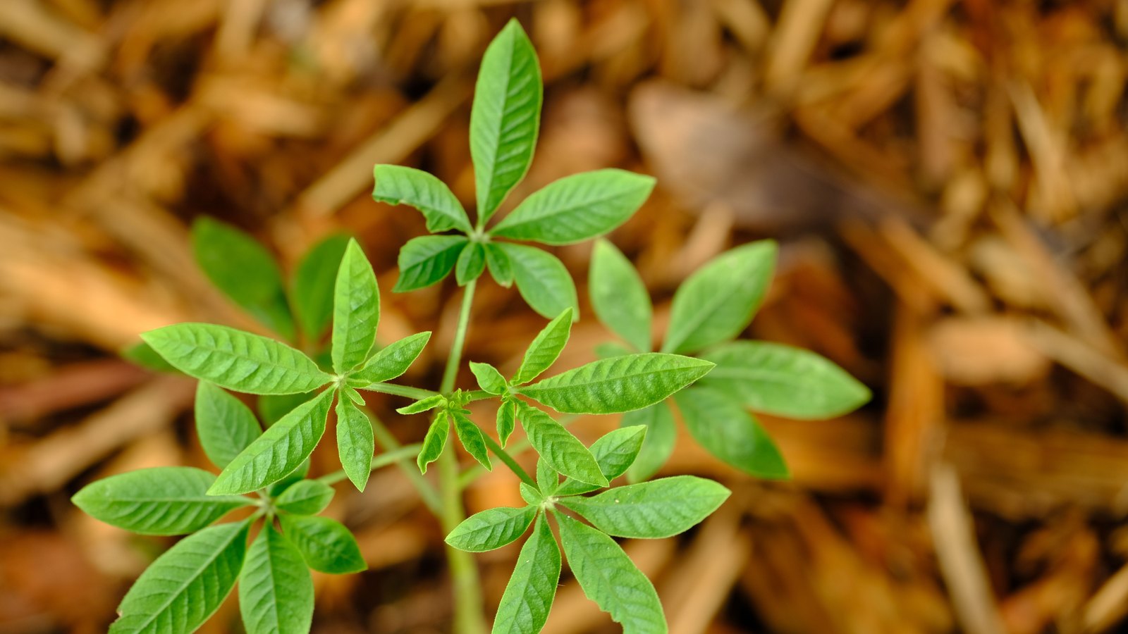 Looking down on a single young plant with bright green compound leaves rising from a bed of coarse wood chip mulch, the mulch thrown out of focus behind it. No person, road, building, sign or lettering is in frame and nothing identifies a place. Stock photo, not a photograph of this event.